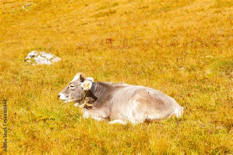 cow lying in a mountain field Stock Photo | Adobe Stock