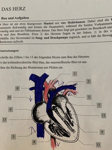 Blut Herz Kreislauf Karteikarten Quizlet