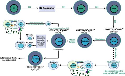 Regulatory Bcell Development In Human Common Lymphoid Progenitors