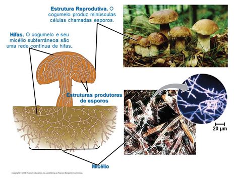 Fofurinhas Biol Gicas Reino Fungi I Estrutura Corp Rea