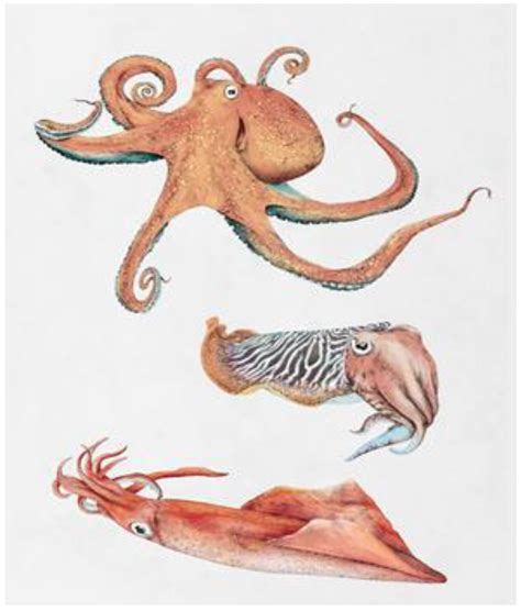 Cephalopods As Challenging And Promising Blue Foods Structure Taste