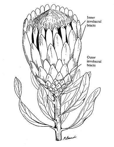 Protea Flower Drawing Sketch Coloring Page