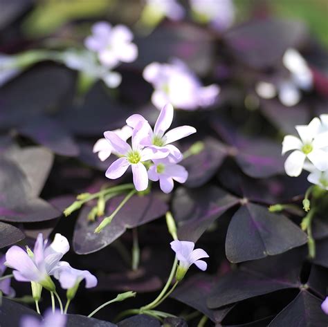 Oxalis Deppei Faux Tr Fle Quatre Feuille Bulbe Feuilles