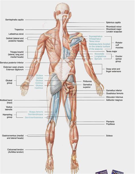 muscular system diseases - ModernHeal.com