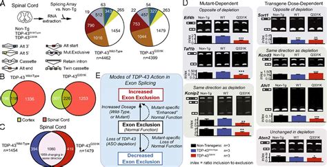 Als Linked Tdp Mutations Produce Aberrant Rna Splicing And Adult