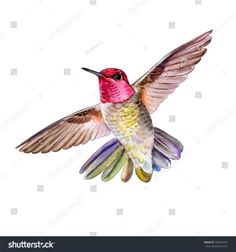 Hummingbirds Flight Isolated On White Background Stock Illustration