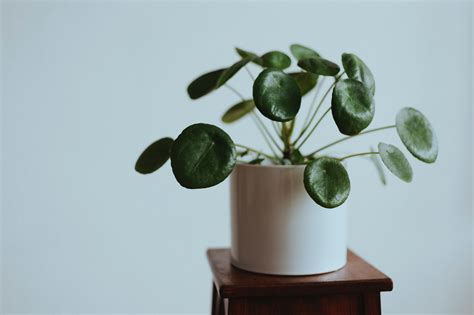 Pilea Peperomioides Pieni Ek Ro Lina Doniczkowa Informacje