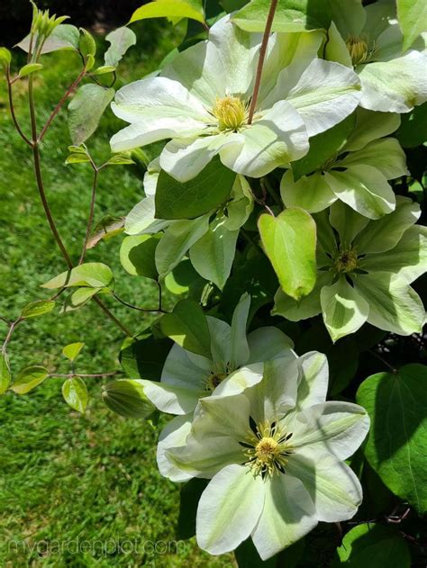 Tips For Growing Clematis How To Care And Prune Clematis