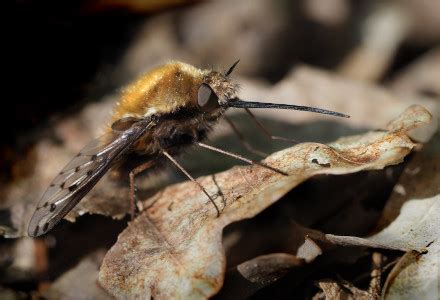 Bee Fly l Truly Awesome Adaptation - Our Breathing Planet