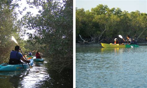 Kayaking in the Abu Dhabi mangroves | Time Out Abu Dhabi