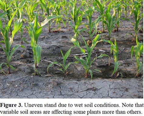 Use Of Starter Fertilizers In Corn Production