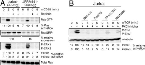 Pkc Rasgrp Signaling Dominates Induced Ras Erk Activation A Jurkat