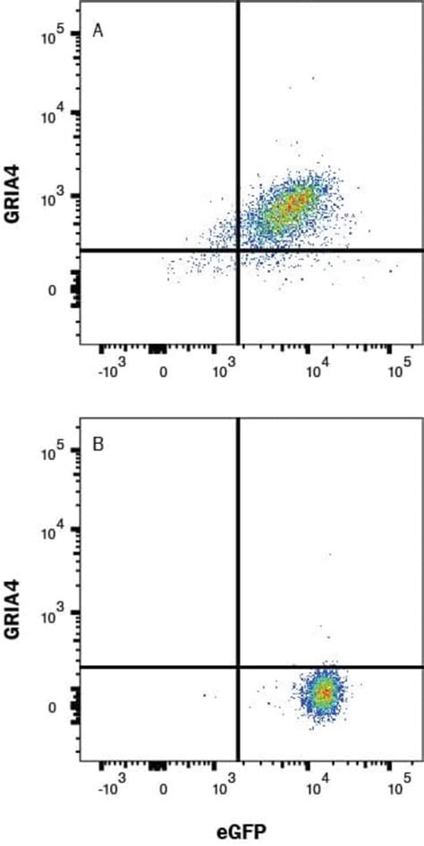 Human GluR4 Antibody R D Systems 25 μg Unconjugated Anticuerpos