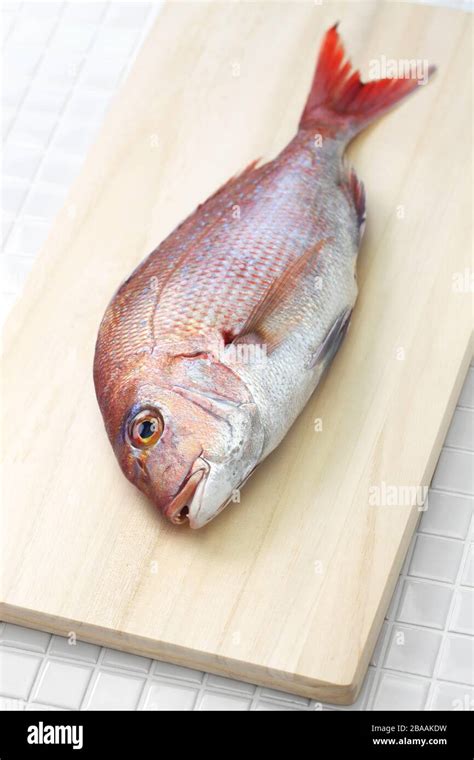 Japanese Red Sea Bream Tai Madai Snapper Pagrus Major Isolated On