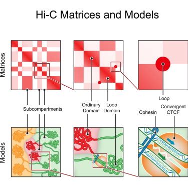 A D Map Of The Human Genome At Kilobase Resolution Reveals Principles