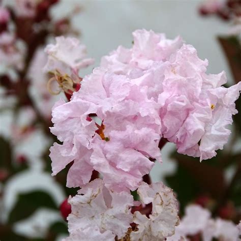 Lilas Des Indes Neige D Et Lagerstroemia Indica Compact Fleurs