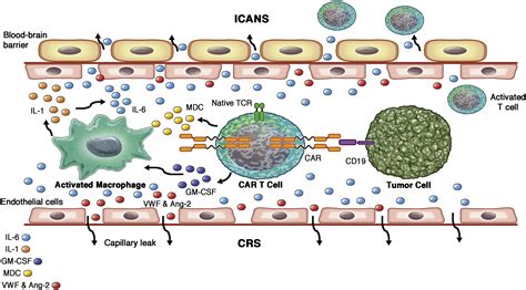 Cytokine Release Syndrome And Neurotoxicity Following CAR T Cell