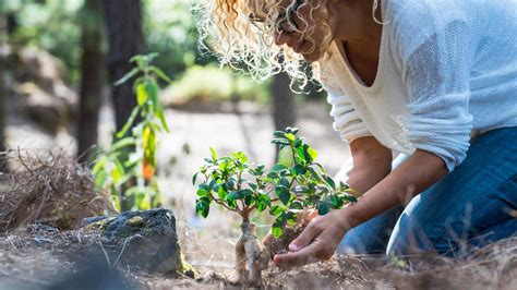 When To Stop Watering New Trees: New Tree Watering Guide | Angi