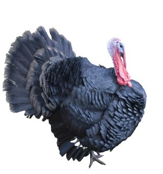 Turkey PNG, Turkey Transparent Background - FreeIconsPNG