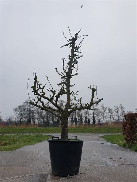 Oude Perenboom In Liter Pot Conference Jaar Oud Eetbaartuinen