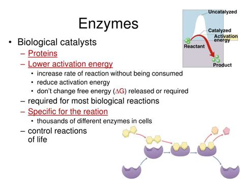 PPT Catalysts PowerPoint Presentation ID 2683737