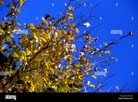 Indian summer colors in Canada Stock Photo - Alamy