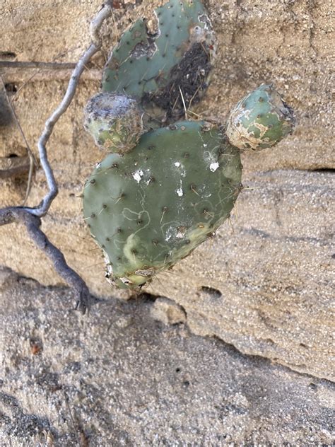 Opuntia Caboensis From La Paz Mx Bs Mx On January At