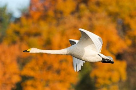 Discover the 8 Beautiful Types of Swans: An In-Depth Guide