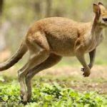 Habitat Do Canguru Onde Eles Vivem Mundo Ecologia