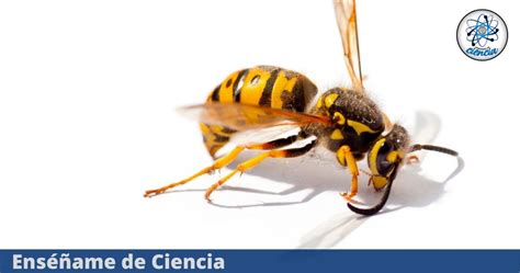 Tipos De Avispas Cómo Detectar Nidos Y Deshacerte De Ellas Toma Nota Enséñame De Ciencia