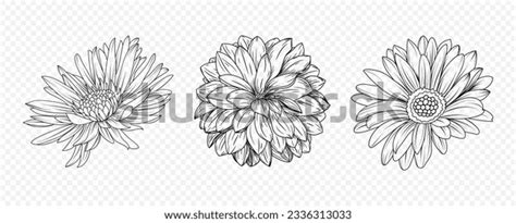 Chrysanthemum Books: Over 1,555 Royalty-Free Licensable Stock Vectors ...