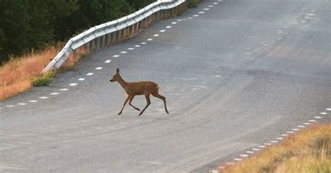 More Livestock Fencing Being Added To B C Highways