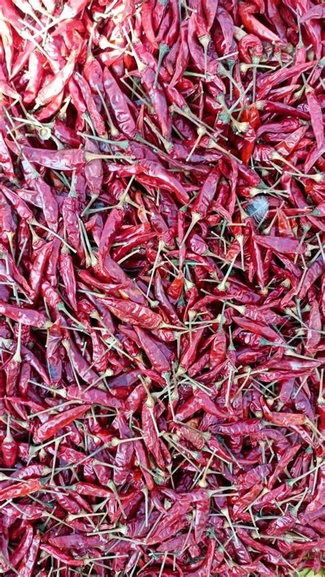 Teja Stem Dry Red Chilli At Rs Kg Choodasandra Bengaluru Id