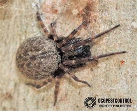 Brown House Spider Ocg Pest Control Termite Prevention Services