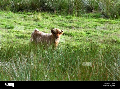 Scottish highland cattle calves, Scotland uk Stock Photo - Alamy