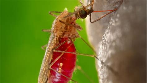 Do All Mosquitoes Bite Humans India Today