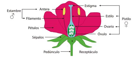 Las Partes De La Flor Escolar Abc Color