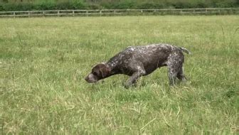 Training the German Shorthaired Pointer - Puppiest.com