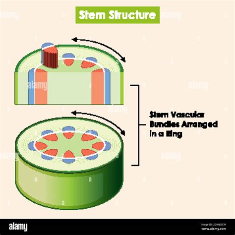 Diagram showing stem structure Stock Vector Image & Art - Alamy