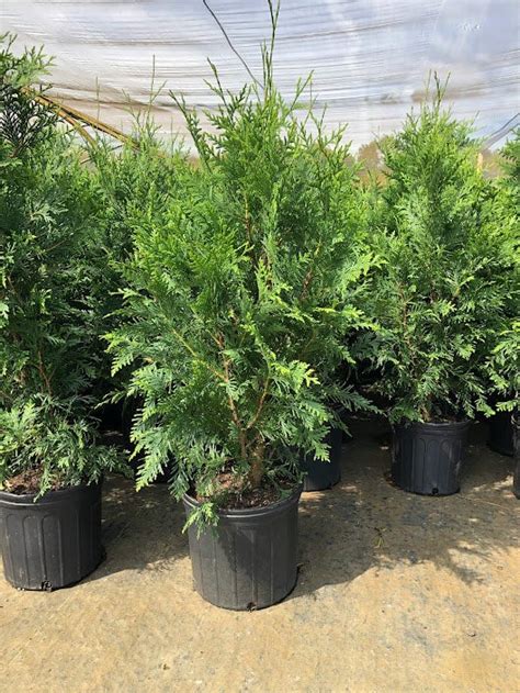 Thuja Green Giant Arborvitae Transplant Nursery Inc