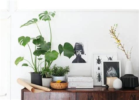 421 Best Images About Table Top Potted Plants On Pinterest Living