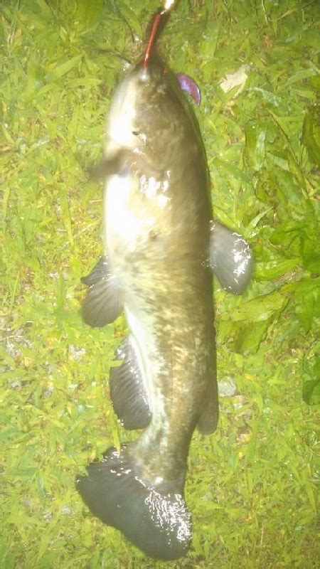 Brown Bullhead Details - FL Fish Finder