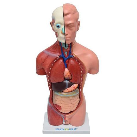 Torso Humano Masculino Cm Partes Anatomia No Shoptime