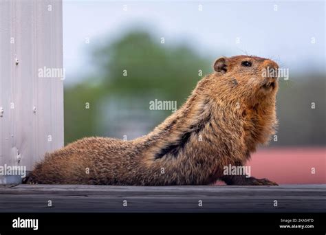 Una Groundhog Marmota Monax Que Parece Hacer La Postura De