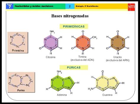 Biologia Molecular Y Medicina Timeline Timetoast Timelines