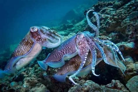 8 Types of Cuttlefish (Facts, Pictures) - Wildlife Informer