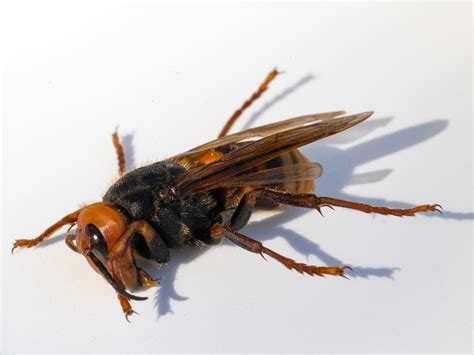 1st Live Asian Giant Murder Hornet Of 2021 Spotted In Washington State Northeast Indiana