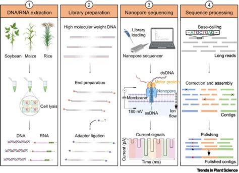 Oxford Nanopore Technology Revolutionizing Genomics Research In Plants