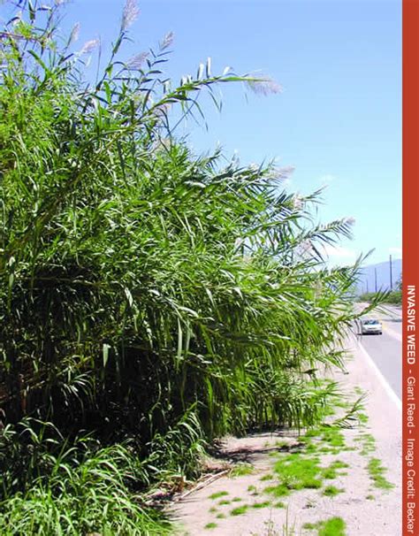 Invasive Plant! - Giant Reed