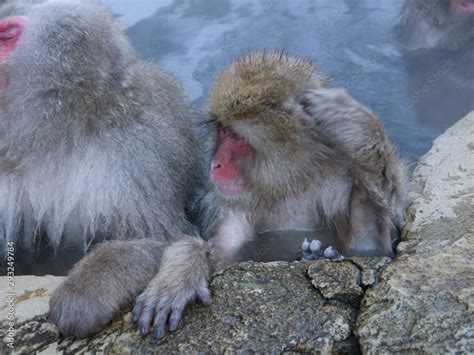 Cute Japanese Snow Monkeys Relaxing In Onsen With Steam Rising From Hot Spring Water In